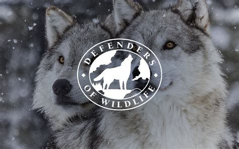 How Defenders Of Wildlife Leveraged Ctv To Increase Fundraising