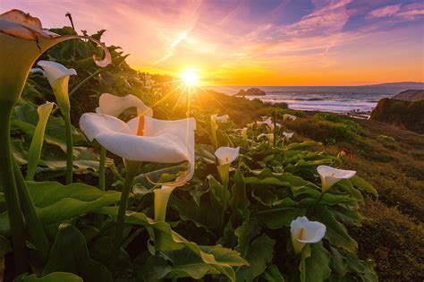 White Calla Lily Flowers In Bloom At Daytime Lilies Hd Wallpaper