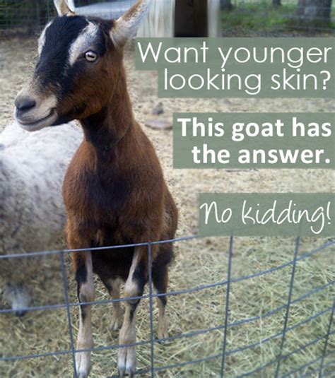 Scientists have investigated and proved the positive role of goat's milk in this regard. Keeping Skin Youthful with Goat's Milk • Kristen Arnett's ...