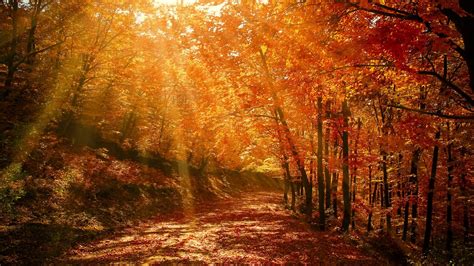 Download Wallpaper 1366x768 Autumn Forest Park Foliage Sunlight