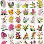Orchid Root Color Chart