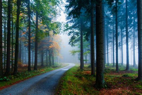 Forest Road On Misty Morning