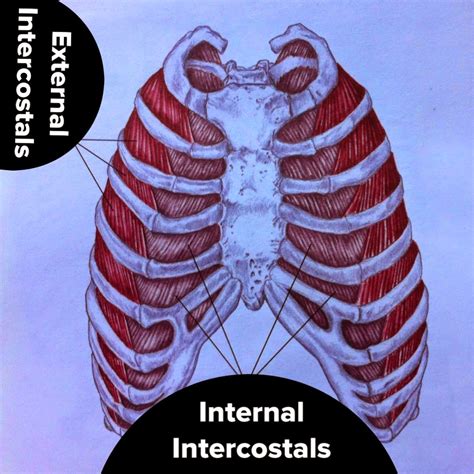 The Hip Joint Intercostals