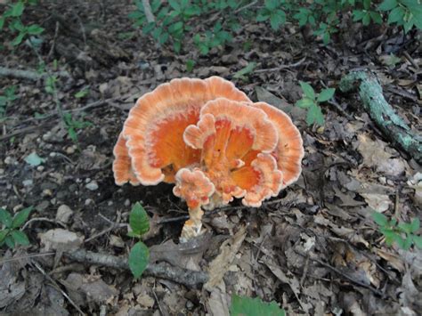 From The Suburbs Naturally Edible Mushrooms In The