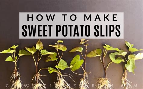 Sweet Potato Cuttings Concept Period Rooting And Planting
