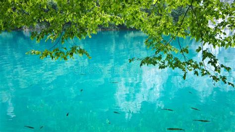 Fish In Crystal Water Plitvice Lakes In Croatia National Park Stock