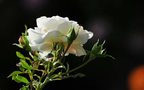Best White Rose Flowers Wallpapers Entertainment Only