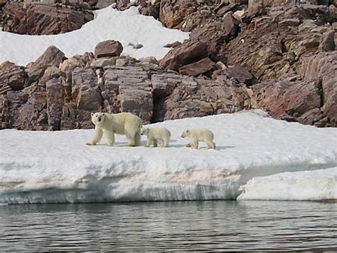 Polar Bear Population Tracked By Satellite Images Humber News