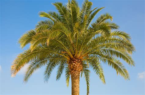 Medjool Date Palm Tree For Sale Buy And Slay