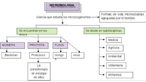 Mapa Mental Sobre Fungos Microbiologia Images Hot Sex Picture