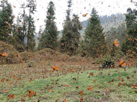 Monarch Butterfly Numbers Decline Again In Mexican Wintering Grounds