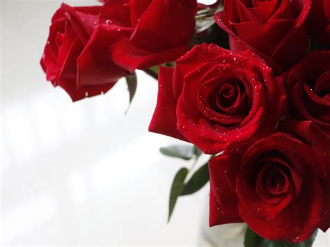 Bouquet De Rose Rouge Saint Valentin Get Images