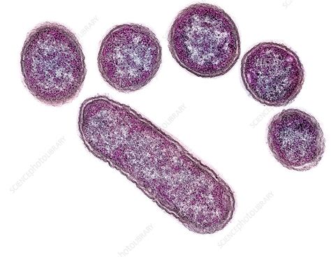 E Coli Bacteria Tem Stock Image C0015961 Science Photo Library