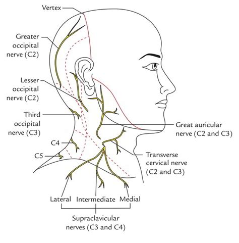 Cutaneous Nerves Of The Neck Earths Lab