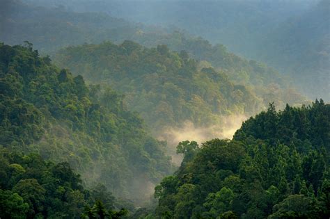 What Forest Conservation Strategies Have Been Shown To Be Most Effective