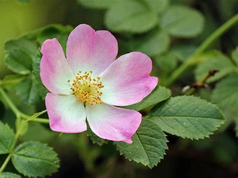 California Wild Rose Flower Essence Cosmic Oceans