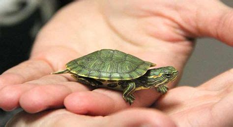 Best Pet Turtles That Stay Small And Dont Grow With Pictures In Pet Turtle Best