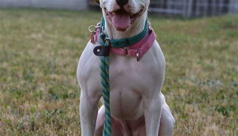 Deaf Pit Bull Learns Sign Language So She Can Have A Chance At A Real