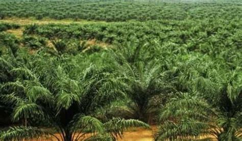 Whereas the term and the meaning of sustainability are now well known, this is unfortunately not the case with regard to the sdgs. Opini : PERAN PERKEBUNAN SAWIT DALAM KETAHANAN PANGAN DAN ...