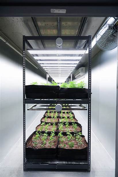 Vertical Farming Cannabis Farms Micro Lab