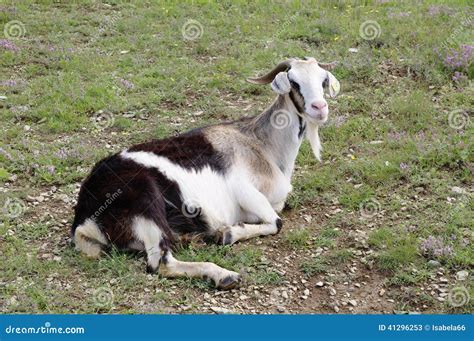 Colorful Female Goat Lying Down On Mountain Stock Image Image Of Long