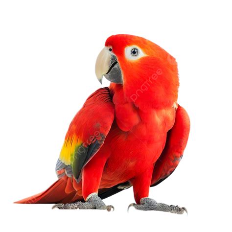 รูปรูปนกแก้วสีแดงโดดเดี่ยวบนพื้นหลังสีขาว Png นก นกแก้ว สัตว์ภาพ