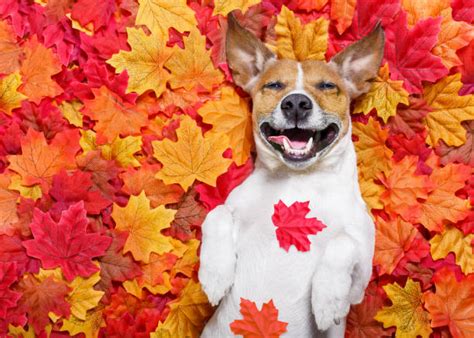 56700 Dog Leaves Stock Photos Pictures And Royalty Free Images Istock