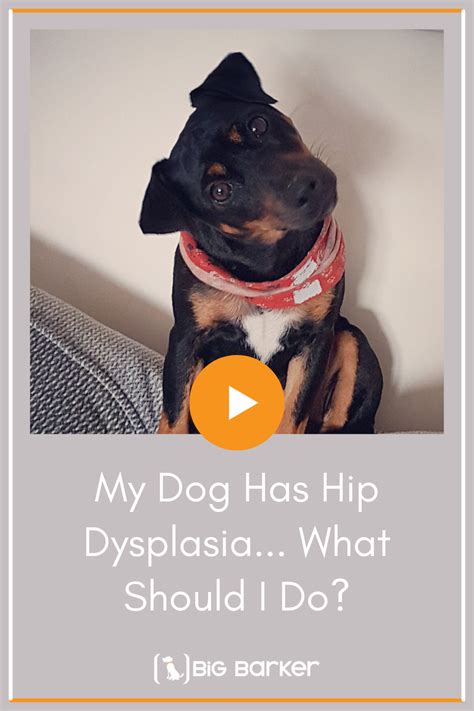 Pin On Hip Dysplasia Dog Health By Big Barker