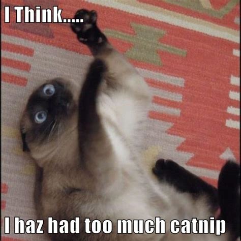 I Think I Haz Had Too Much Catnip Lolcats Lol Cat Memes