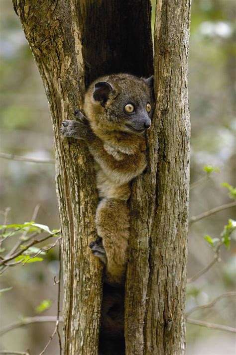 Red Tailed Sportive Lemur Lepilemur Photograph By Pete Oxford