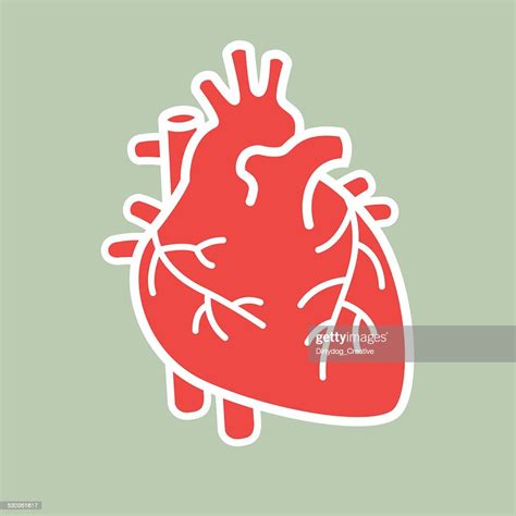 Human Heart Vector High Res Vector Graphic Getty Images