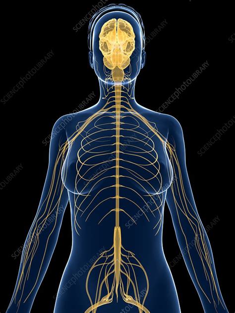 Female Nervous System Artwork Stock Image F0076994 Science