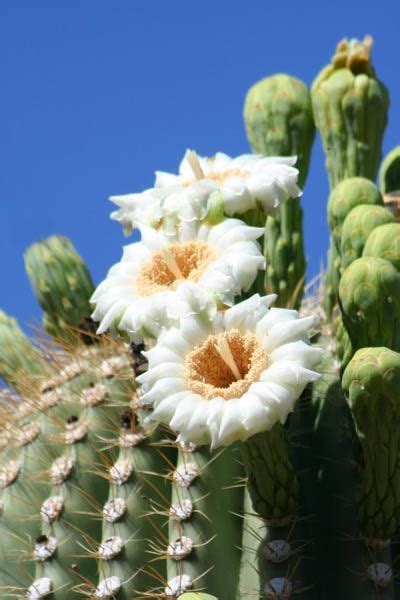 State Flowers To Grow Anywhere Flowers To Grow Cactus Flower
