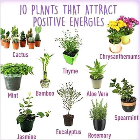 10 Uses For Plants