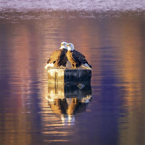 Bald Eagle Pair On River Piling Photograph By Patti Deters Fine Art
