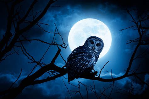 27900 Night Owl Stock Photos Pictures And Royalty Free Images Istock