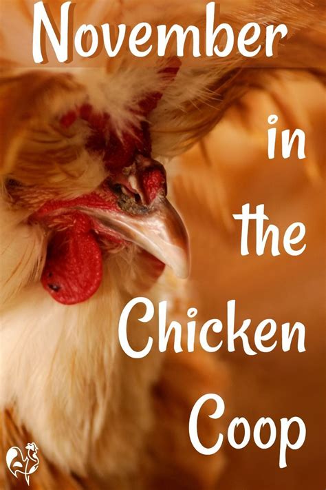 november in the chicken coop 20 tasks to keep your chickens healthy and happy as autumn leads