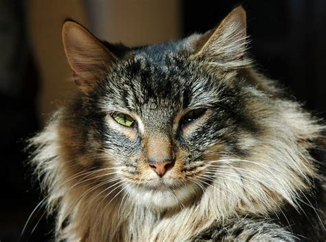 ~eva Prokop Rare Cat Breeds Norwegian Forest Cat Rare Cats