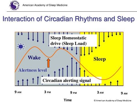 Sleep Wake Regulation