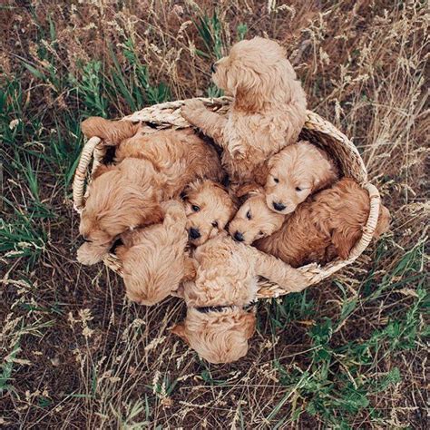 A Group Of Puppies In A Basket On The Ground With Their Heads Turned To