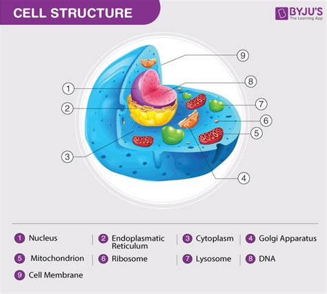 What Is Plant Cell Explain