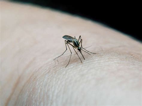 Why Mosquitoes Are Attracted To You 1st For Credible News