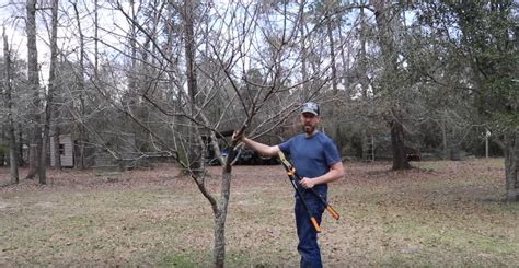 Video Pruning A Plum Tree For Better Shape And Production Men Of The