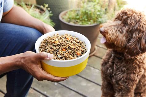 5 Fresh Dog Food Delivery Options For Your Pup