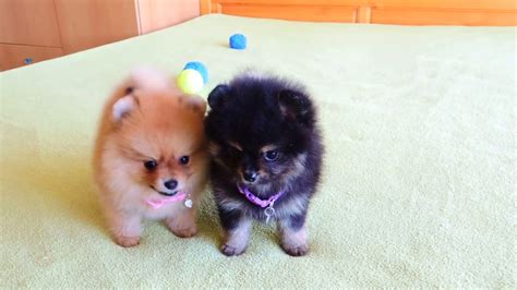 We did not find results for: Female Pomeranian Puppies for Sale - YouTube