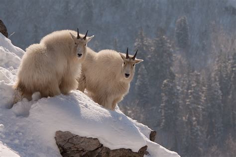 Winter Wonderland Rocky Mountain Goats Oreamnos Americanus At Home