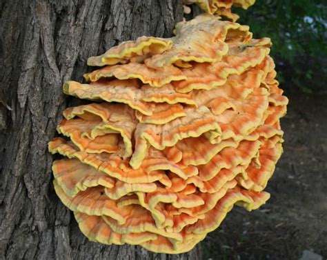 Meet The Chicken Of The Woods The Mushroom That Tastes Like Chicken