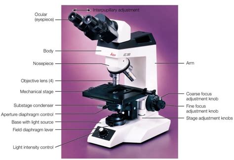 Parts Of A Microscope The Comprehensive Guide Microscopespot