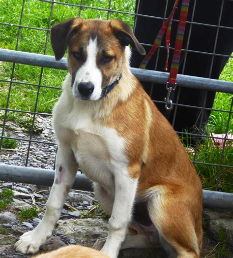 Taffi 7 Month Old Male Welsh Sheepdog Dog For Adoption