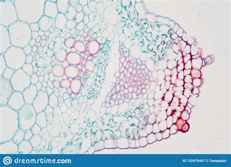 Plant Vascular Tissue Under Microscope View Stock Image